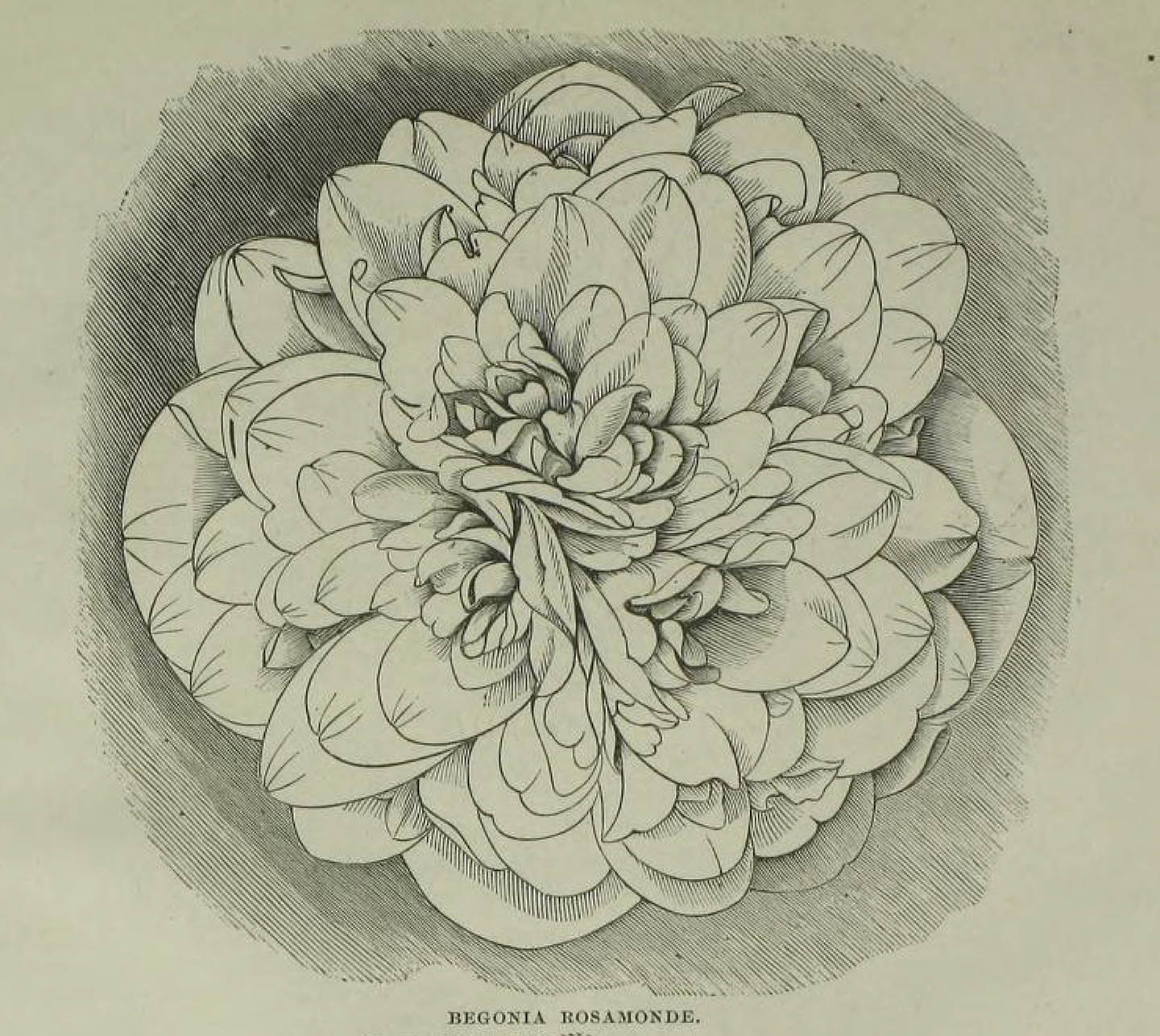 B. ‘Rosamonde’